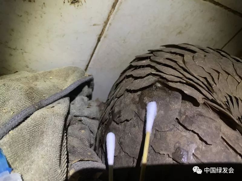 蜱虫黑虫,蜱虫天敌红蚂蚁