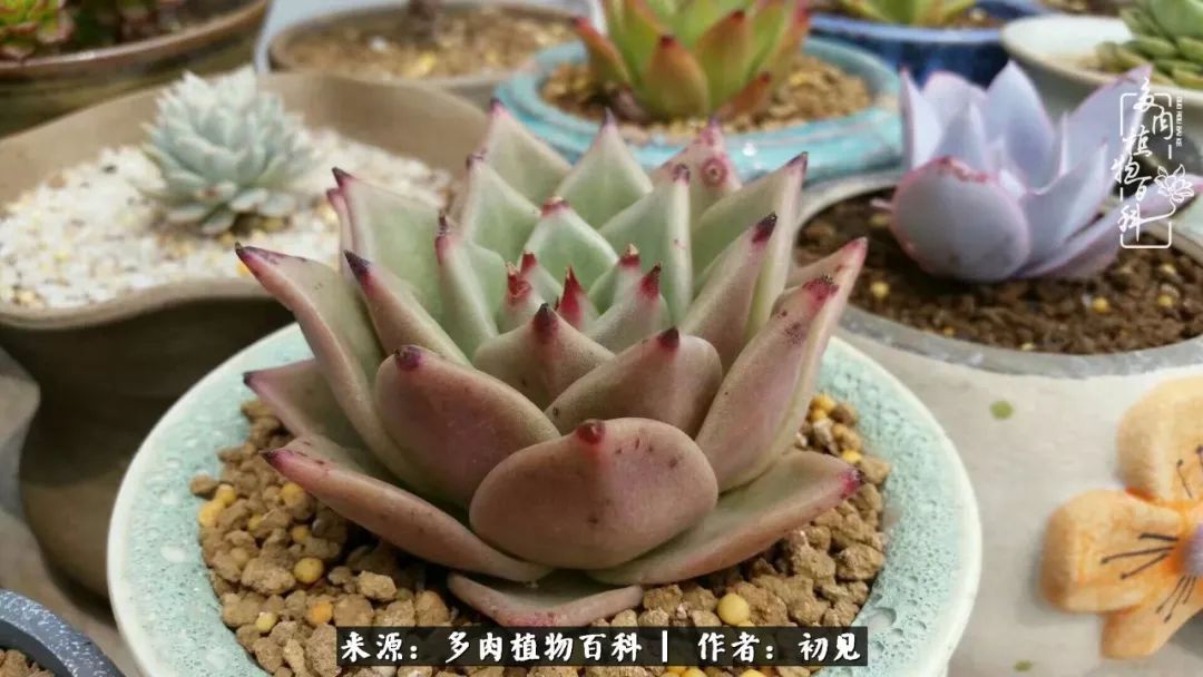 从开始养多肉就对多肉疯狂热爱,多肉美肉控养方法