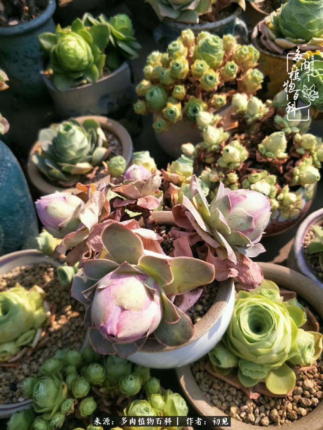 从开始养多肉就对多肉疯狂热爱,多肉美肉控养方法