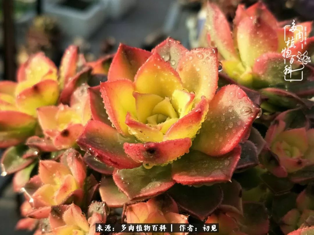 从开始养多肉就对多肉疯狂热爱,多肉美肉控养方法