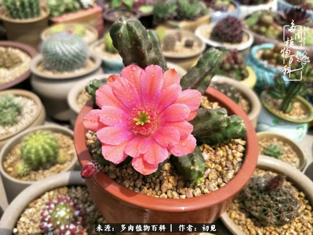 从开始养多肉就对多肉疯狂热爱,多肉美肉控养方法