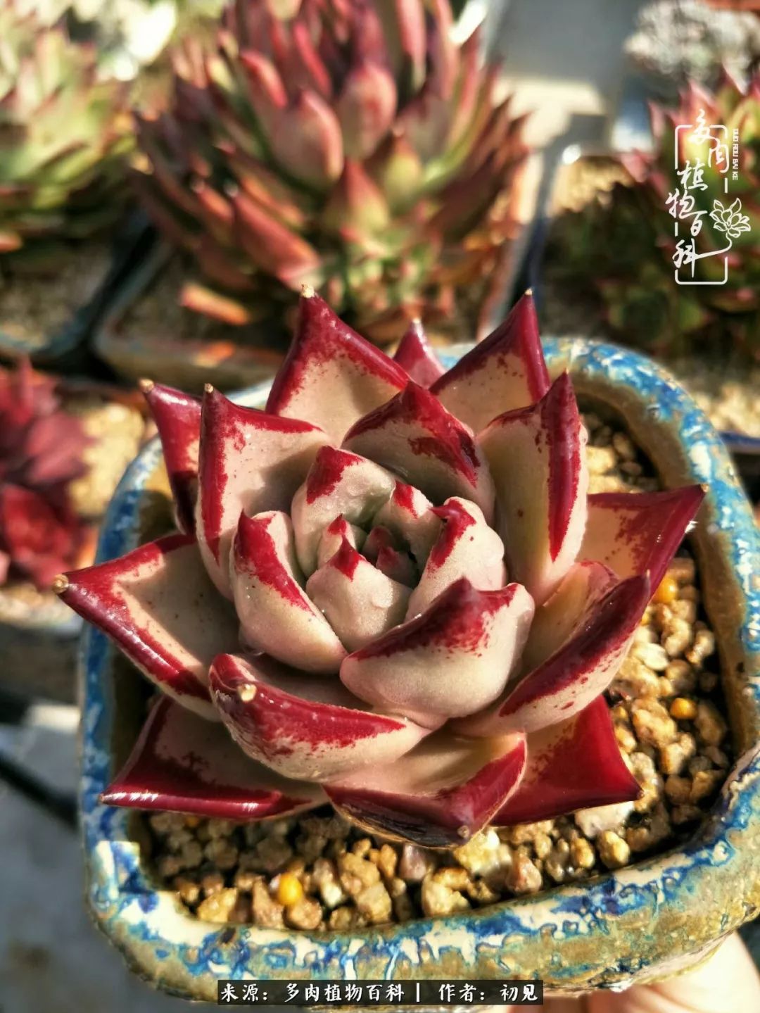 从开始养多肉就对多肉疯狂热爱,多肉美肉控养方法