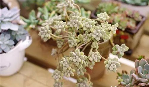 多肉老桩怎么才能更好看,紫珍珠多肉老桩可以用全颗粒土吗