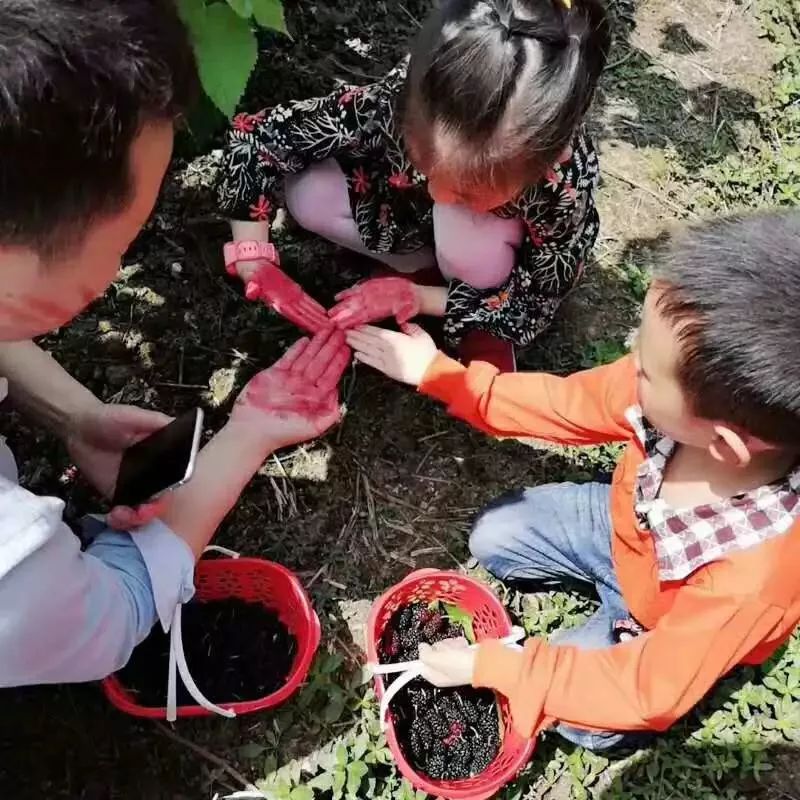 AreYouReady~~~第六届桑果紫酒节火爆来袭！采桑葚，赏演出，如此“葚”好！