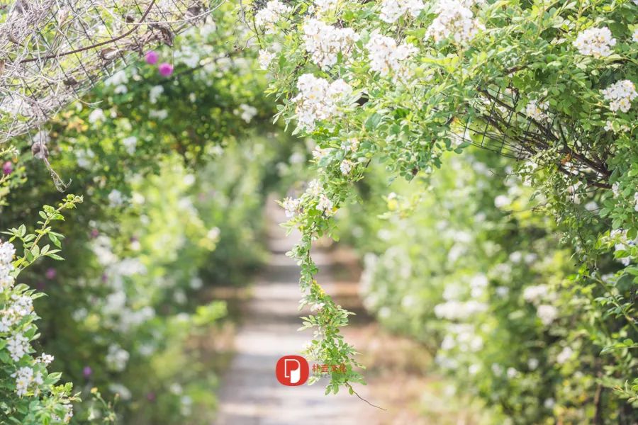 五月芬芳之旅，与你相约海安大马士革*瑰园玫**