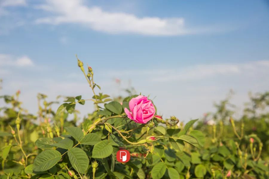 五月芬芳之旅，与你相约海安大马士革*瑰园玫**