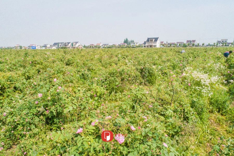 五月芬芳之旅，与你相约海安大马士革*瑰园玫**