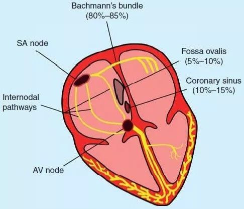 交替变化的P波，揭露房间传导的秘密｜识“图”寻踪