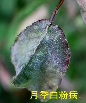 果汁阳台月季如何防治病虫害,藤本月季的病虫害及防治