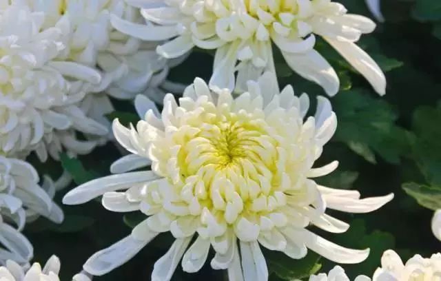 仙人掌养花知识,仙人掌养不死的诀窍