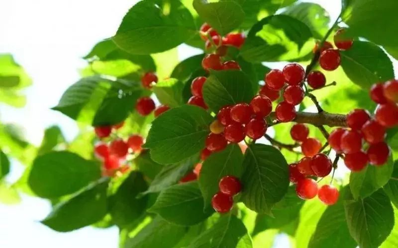 拿好这篇西安采摘樱桃指南,西安白鹿原樱桃采摘