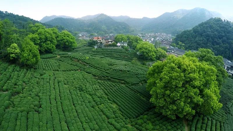 茶博会丨西子湖畔共享一杯茶