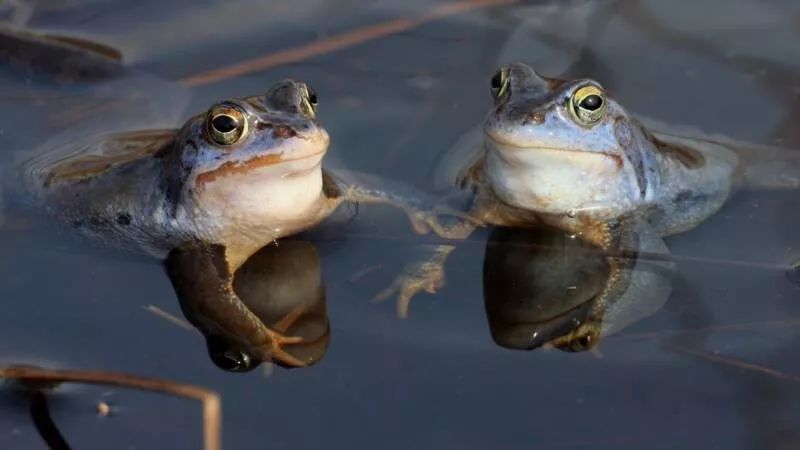 别顾着烧烤，请关注荷兰的气候变化，会出现南欧那样的气候吗？
