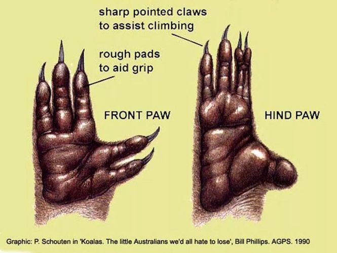 考拉要睡,考拉要努力