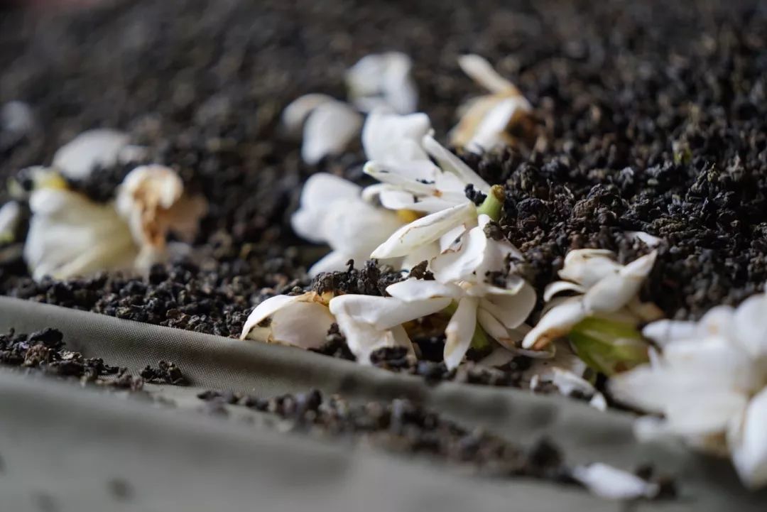 五月种草长沙,五月种草