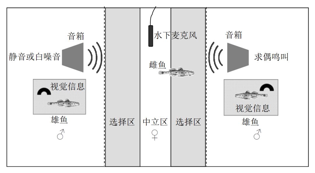 鱼儿会说话吗,鱼儿叫动物吗