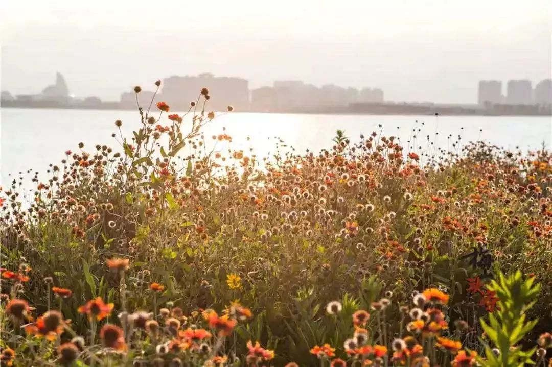 市区出发1h藏着一个“绿岛”？赛车、帆船、直升机…梅山原来如此洋气！