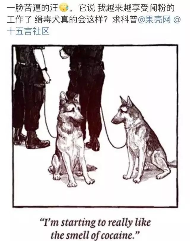 毒品对缉毒犬有没有影响,缉毒犬是不是让它有毒瘾