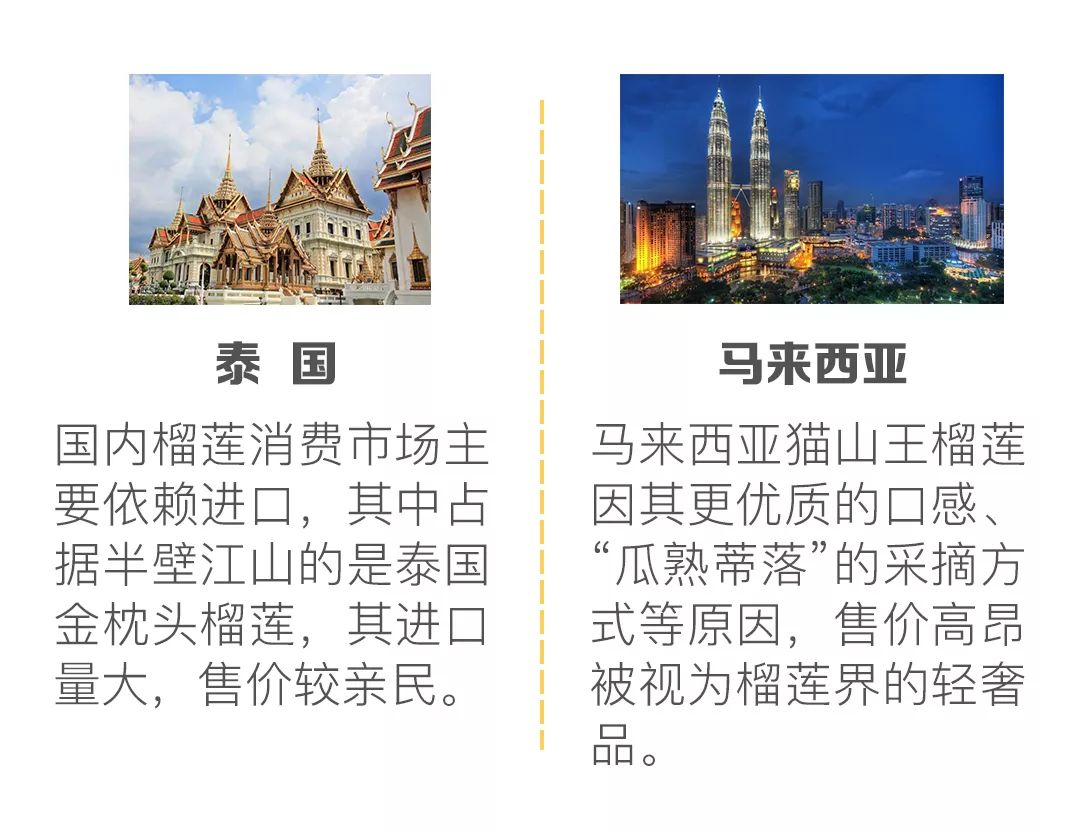 进口水果小百科系列｜你的“猫山王”是真的吗？