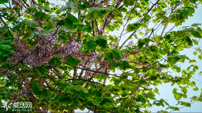 松下th65gz1000c系统,松下th-65dx880c电视怎么样