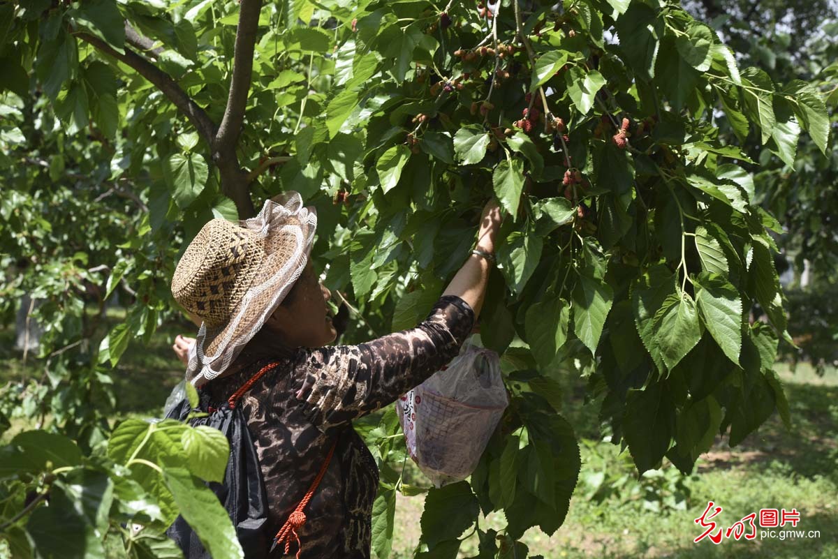 采摘桑葚也是一种乐趣,采摘桑葚的乐趣感想