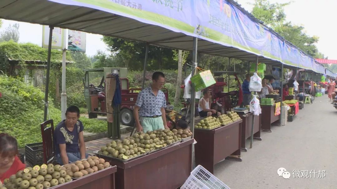 什邡市猕猴桃种植过程,什邡猕猴桃示范园