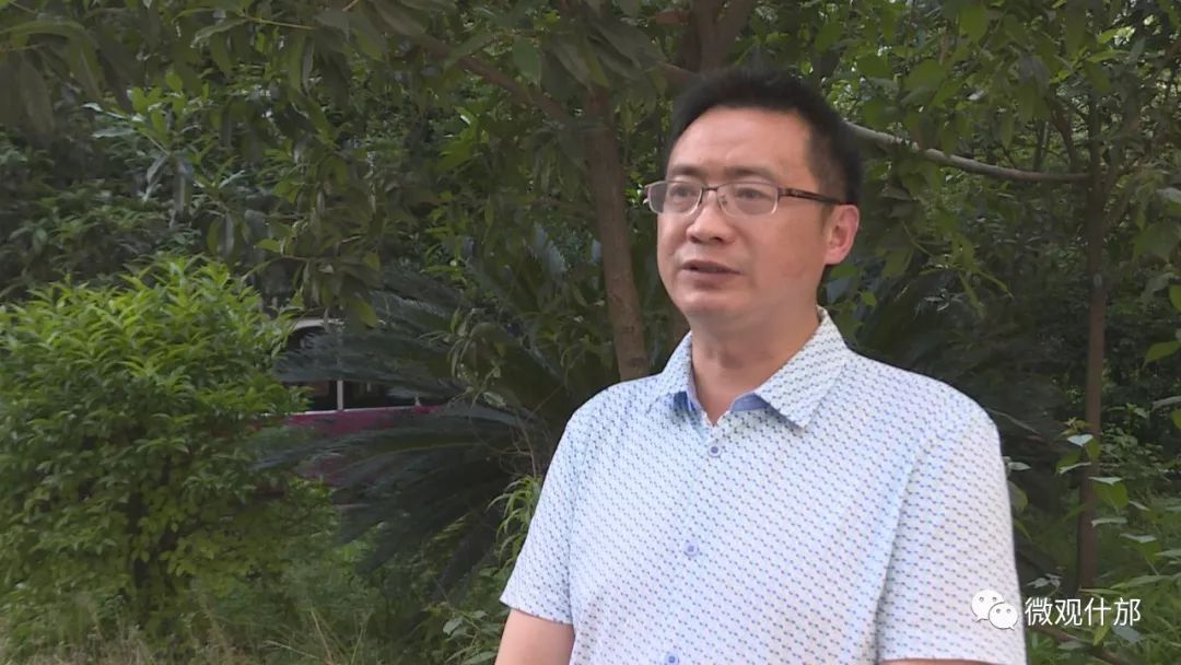 什邡市猕猴桃种植过程,什邡猕猴桃示范园