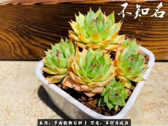 这是个什么神仙草？我被*引勾**了！不能自己一个人进坑！