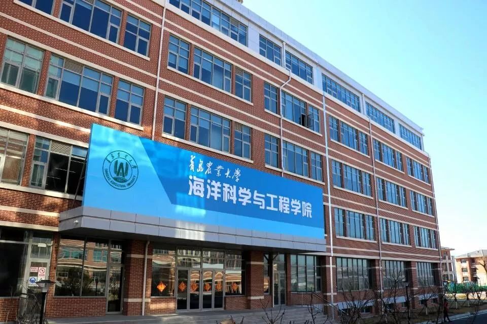 青农育出ins风扇贝|金色扇贝富含类胡萝卜素？又饿了！