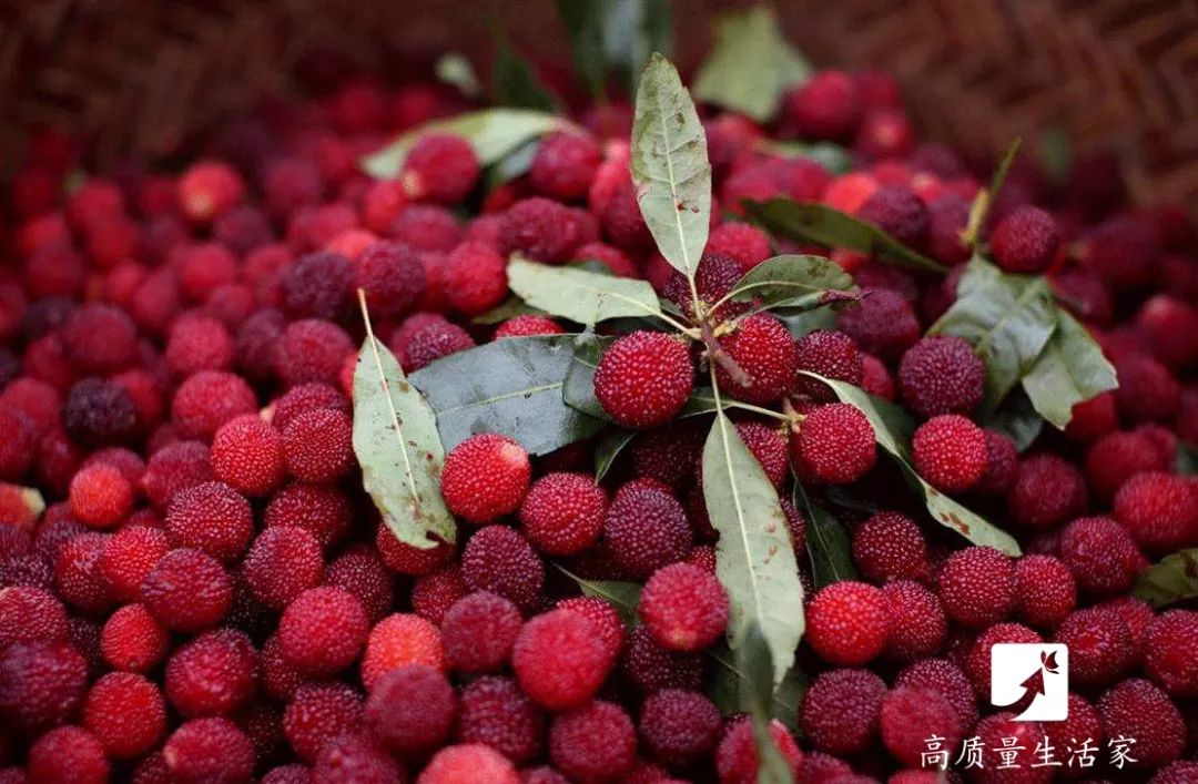 杨梅用盐洗不泡能洗干净嘛,杨梅能用盐清洗干净吗