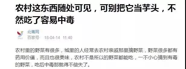 它神似芋头却被称“广东狼毒”,形似芋头的狼毒