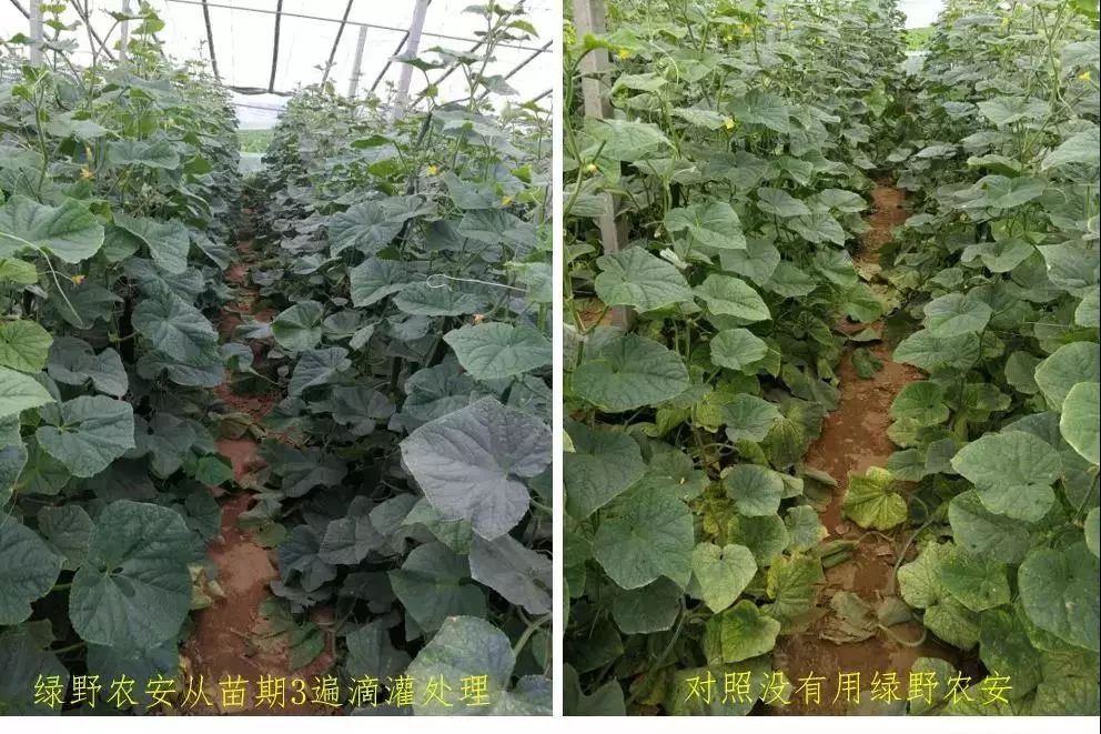 绿野杀菌剂,绿野农安