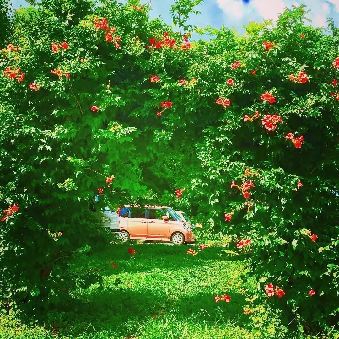 100种爬藤植物花墙,15种常用的园林观花爬藤植物