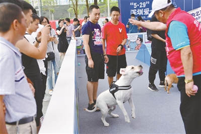 深圳爱宠领养日,深圳市民公约