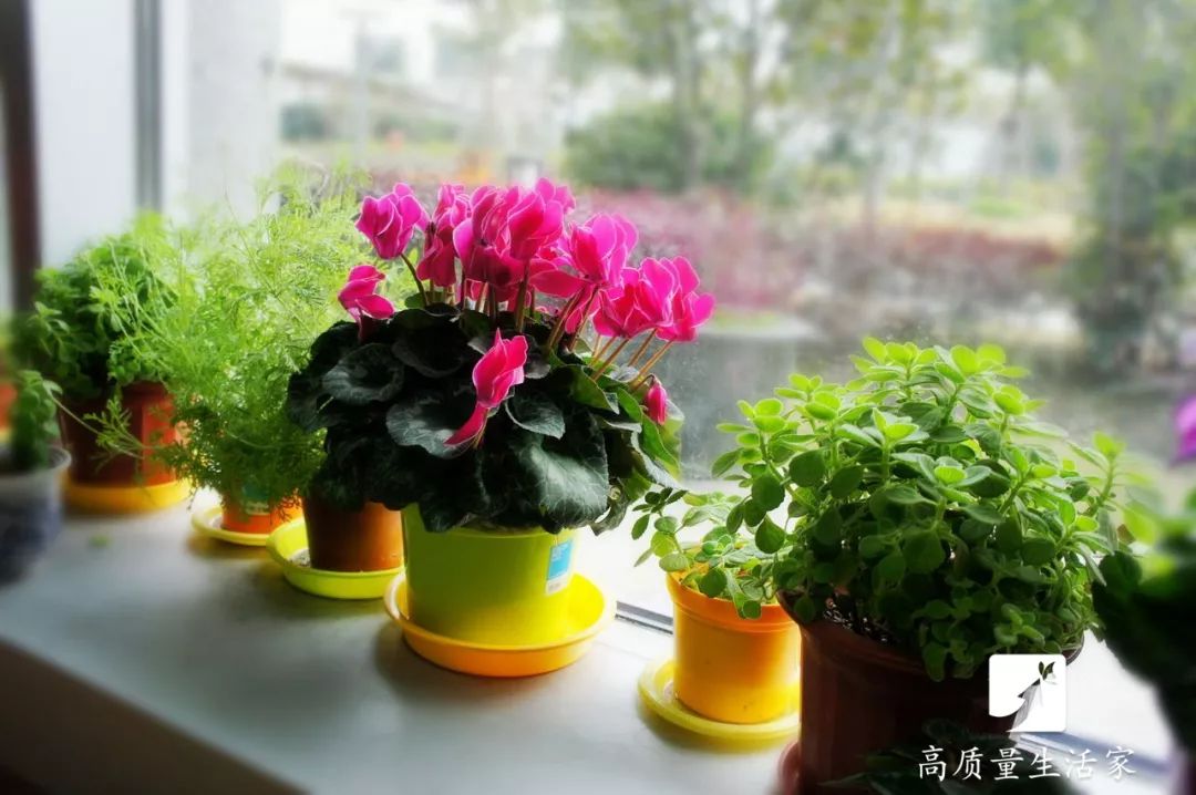 吸甲醛最好的植物排行,甲醛克星植物排行榜