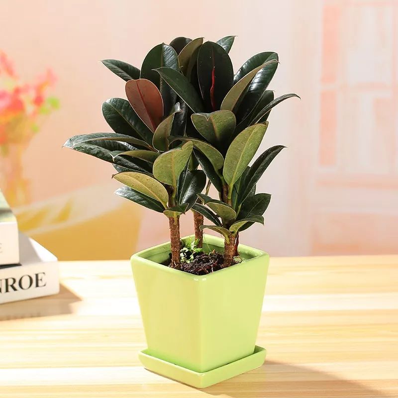 天太热怎么给花降温,天太热给花花草草浇水