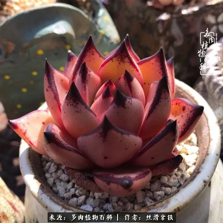 夏季比较耐晒的多肉,夏日的多肉