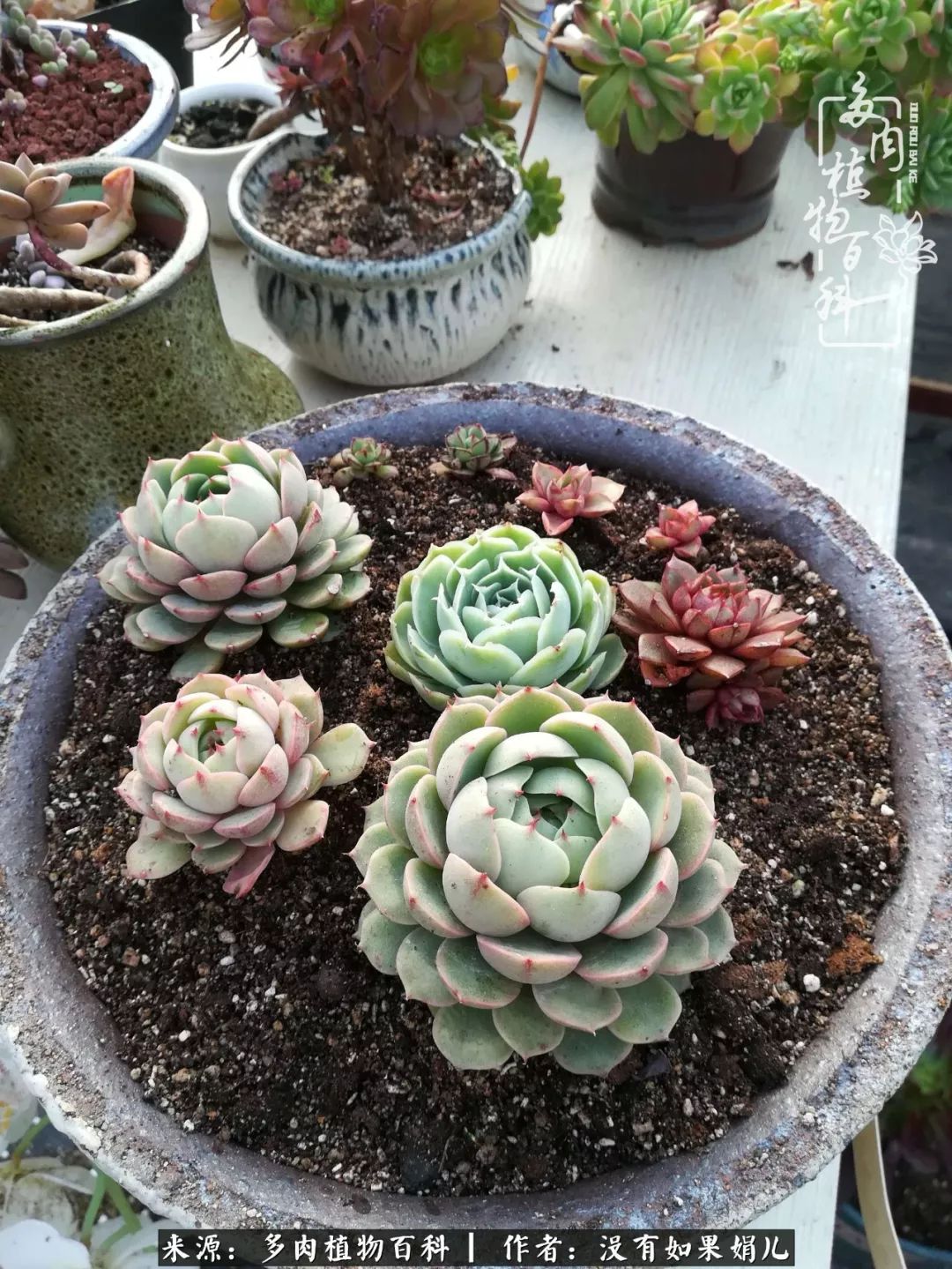 一个80后的养殖人,农村80后养肉人