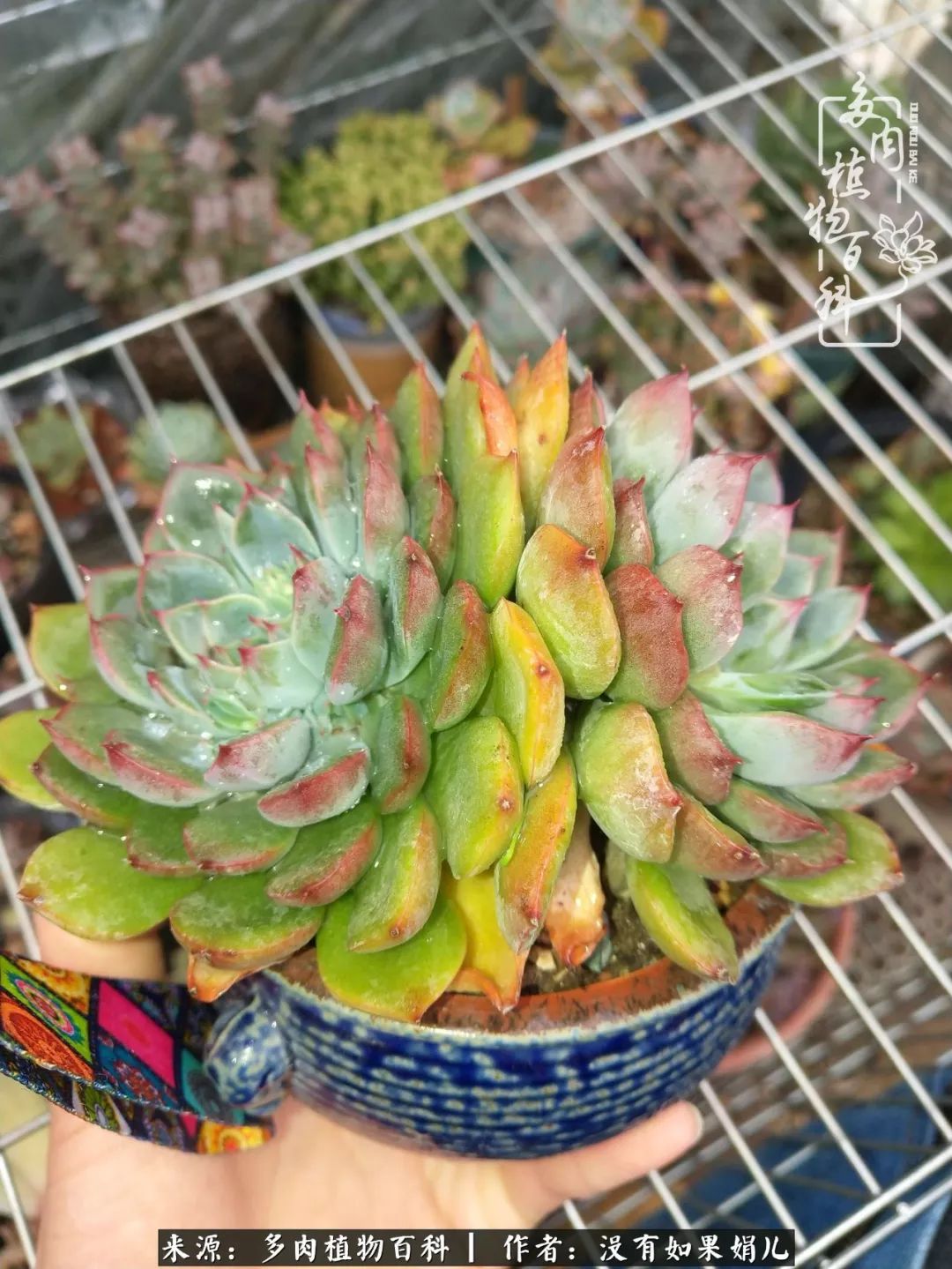 一个80后的养殖人,农村80后养肉人