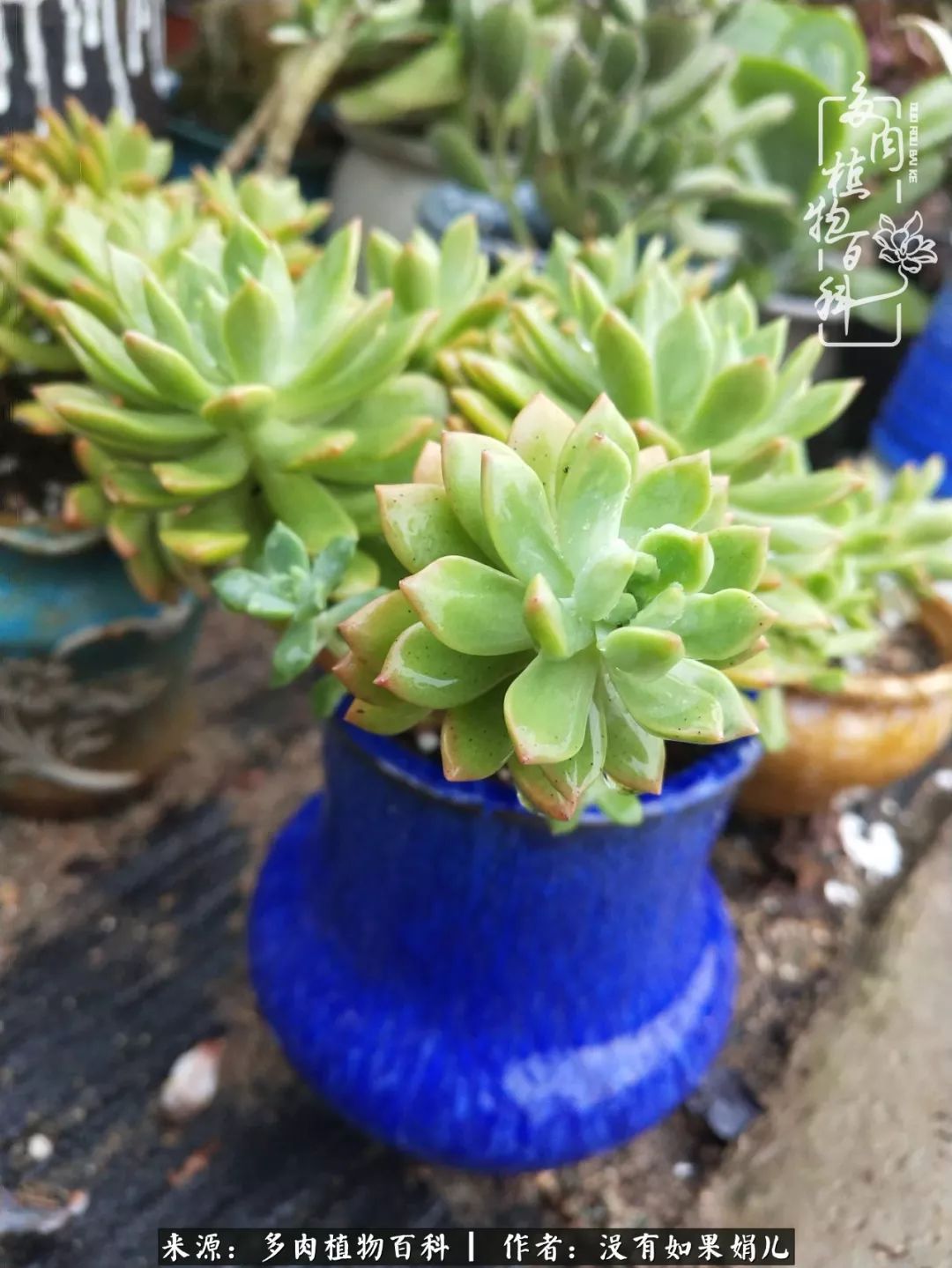 一个80后的养殖人,农村80后养肉人