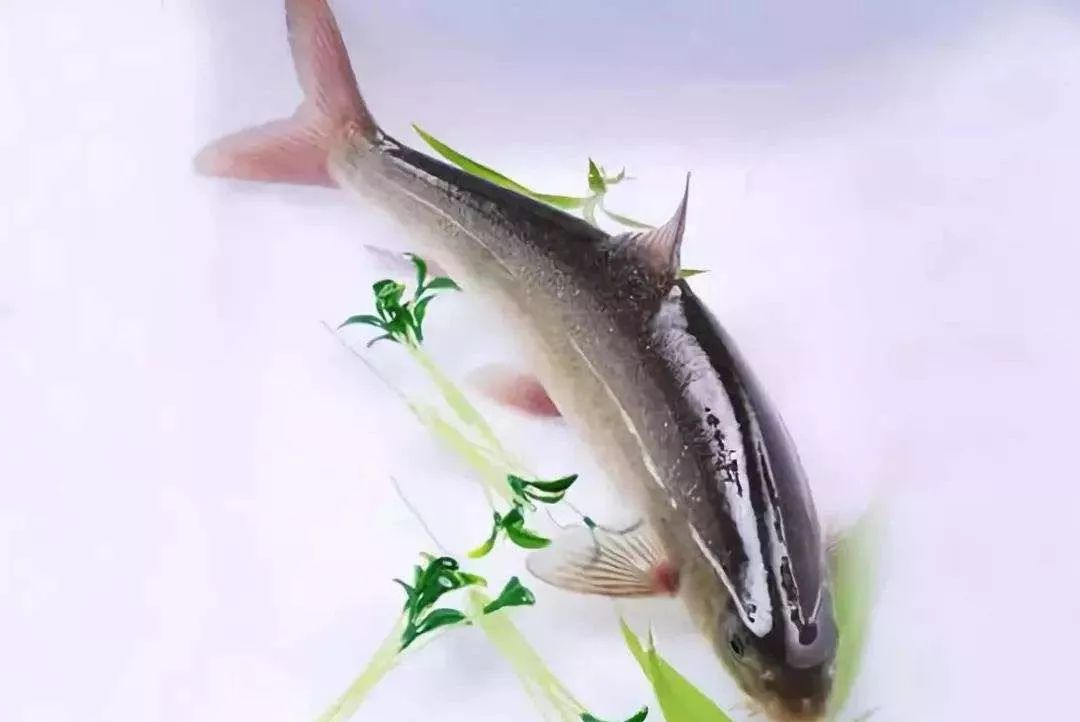 天府文化|诗文成都宋宴——宋朝人们如何吃鱼？竟这么讲究…