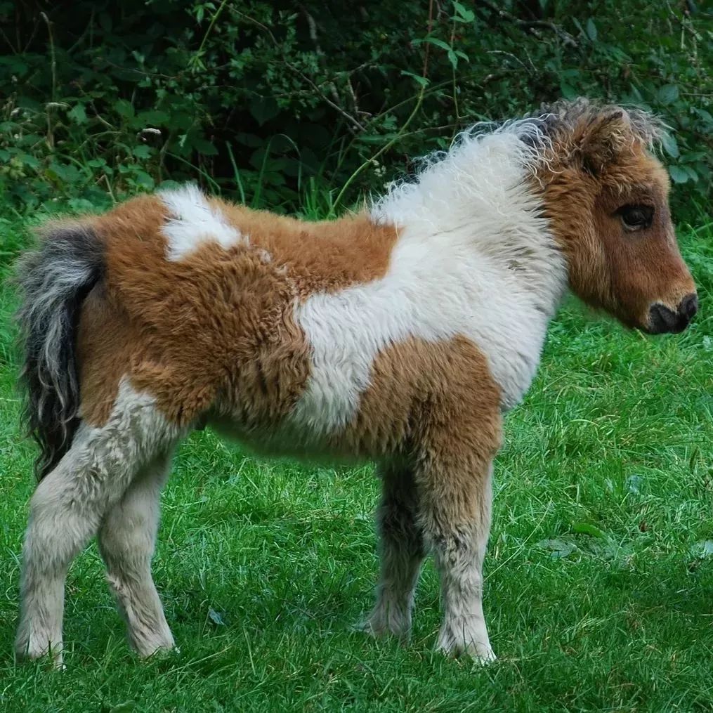 网红神兽！超级大奖！趣味畅游！全广州6.1都看这里了！