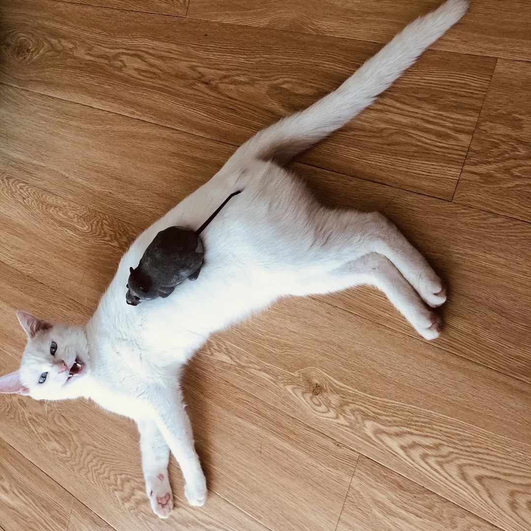 高萌来袭!真小奶猫小奶狗!|毛孩子的童年有多奶?