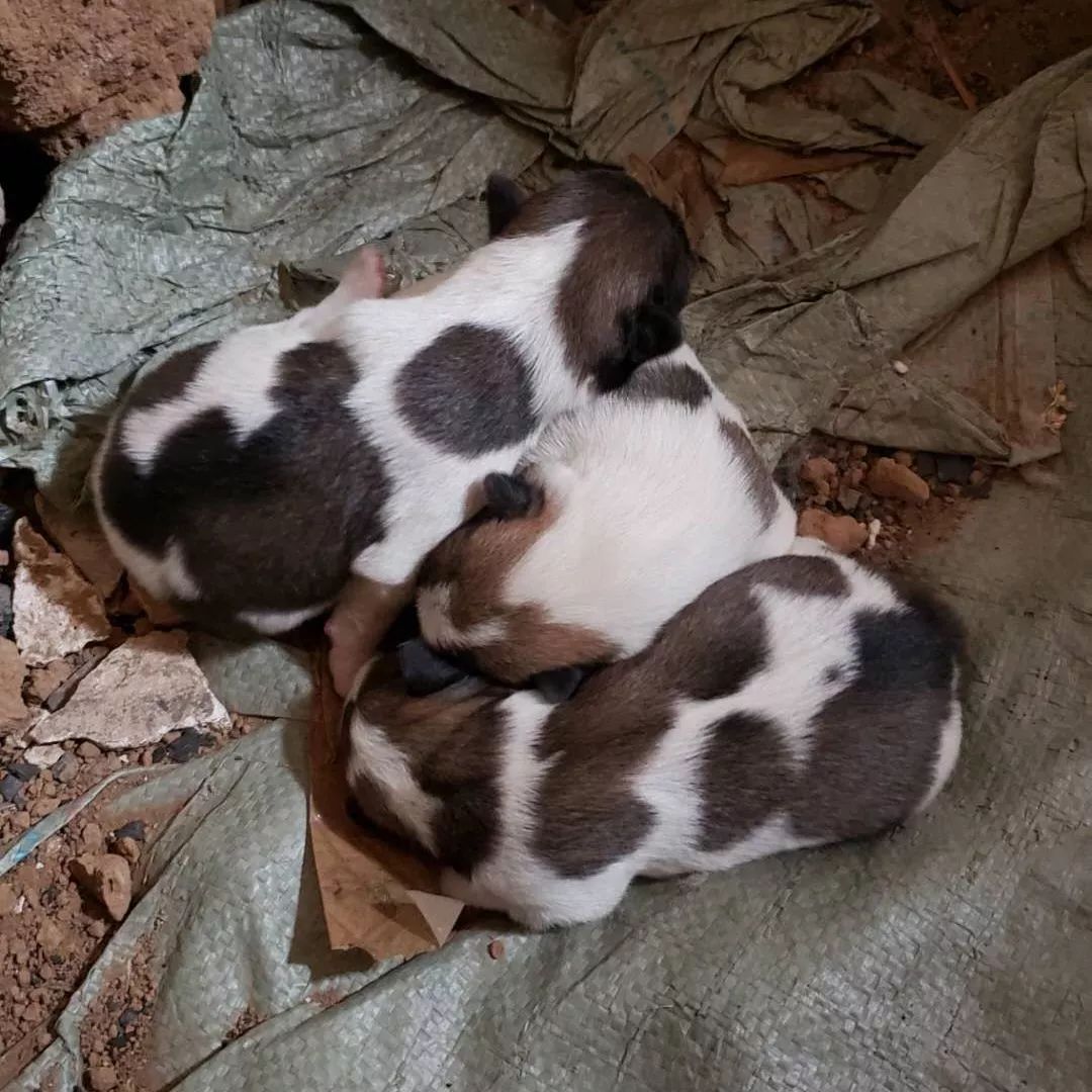 高萌来袭！真小奶猫小奶狗！|毛孩子的童年有多奶？