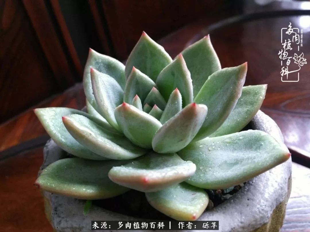 养多肉一个人就可以玩到天荒地老,养多肉的幸福其实很简单
