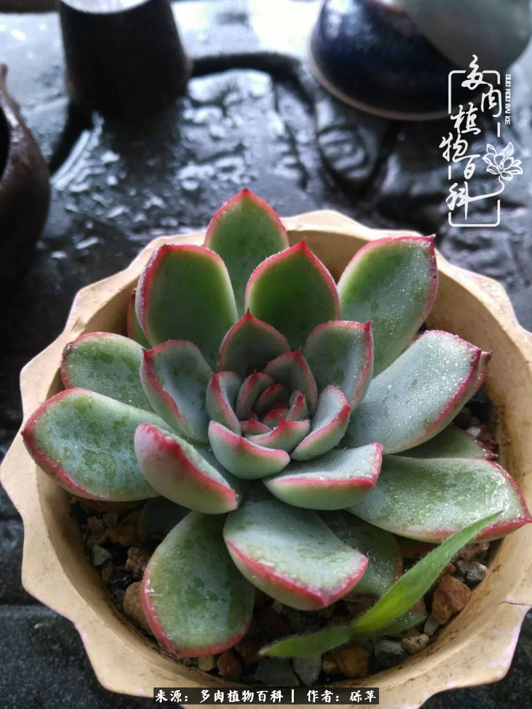 养多肉一个人就可以玩到天荒地老,养多肉的幸福其实很简单