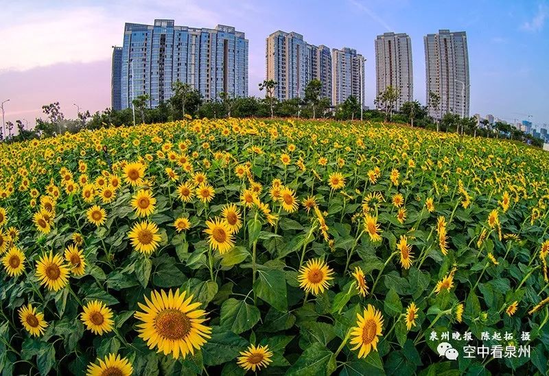 对不起，东海就是这么美