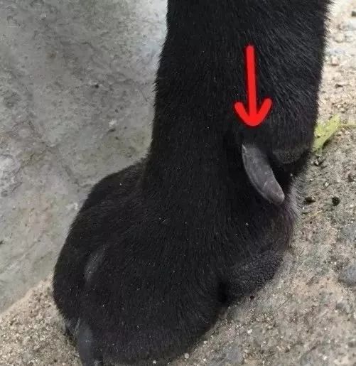 科普狗狗有几个脚趾头你知道吗,你了解狗狗的条件反射吗