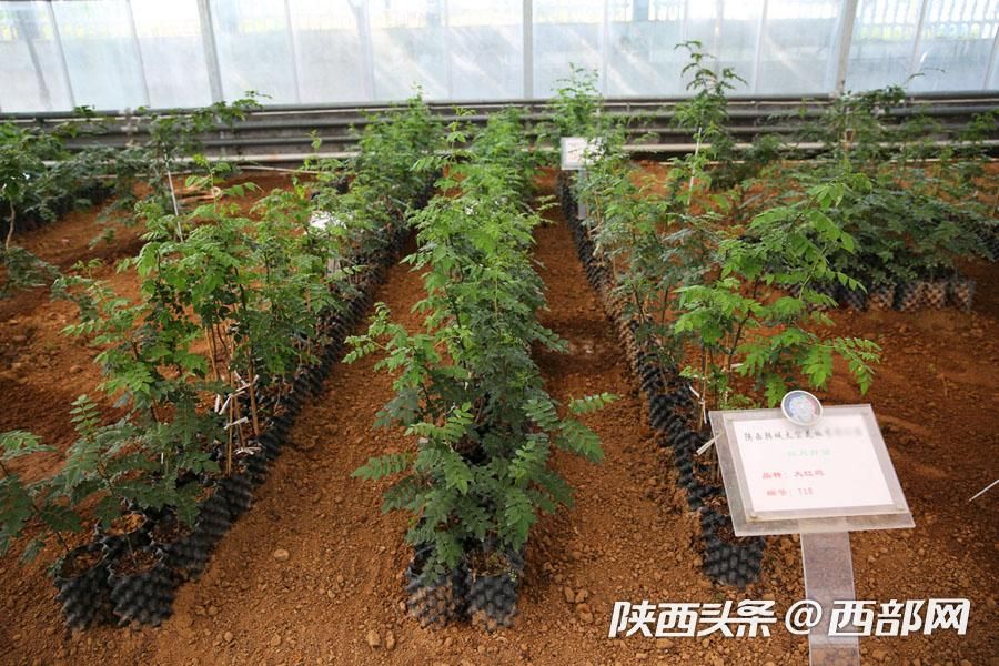 韩城花椒产业有哪些,花椒致富视频