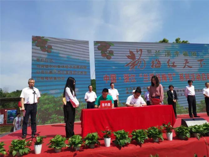 兰溪东魁杨梅采摘时间,兰溪杨梅红了